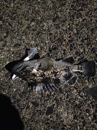 タケノコメバルの釣果