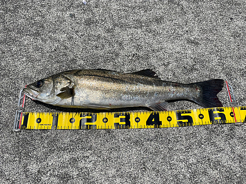 シーバスの釣果