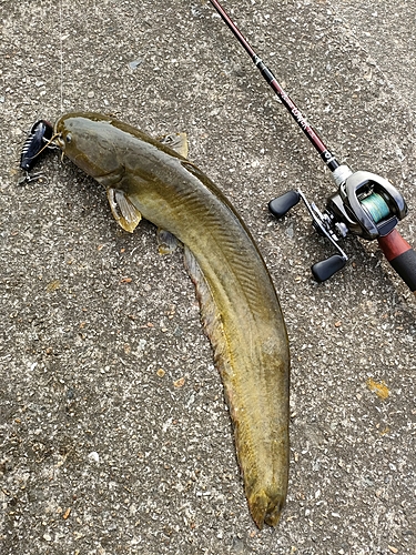 ナマズの釣果