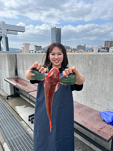 ホウボウの釣果