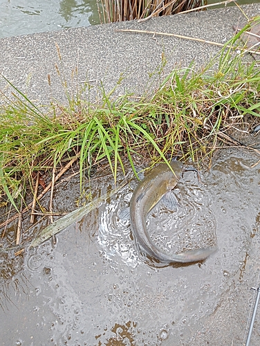 アメリカナマズの釣果