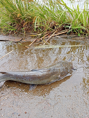 アメリカナマズの釣果