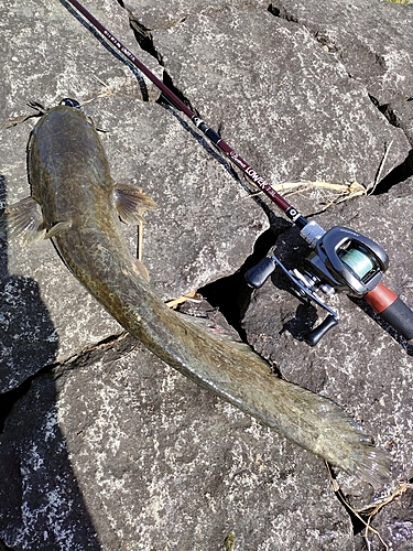 ナマズの釣果