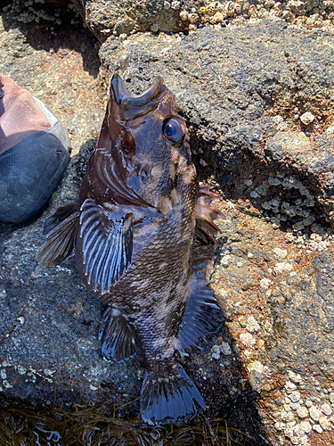 ハチガラの釣果