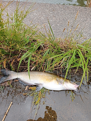 アメリカナマズの釣果