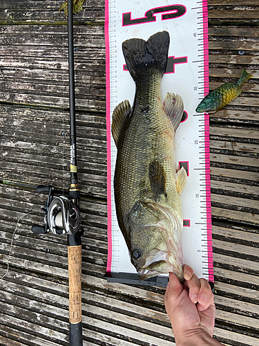 ブラックバスの釣果