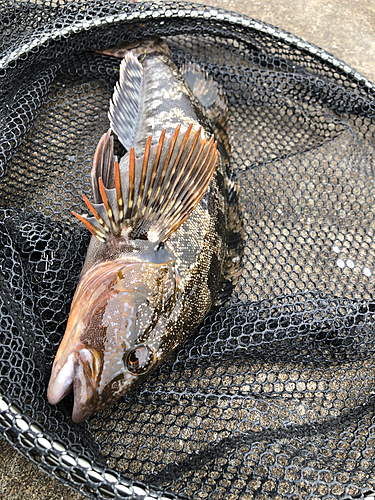 アイナメの釣果