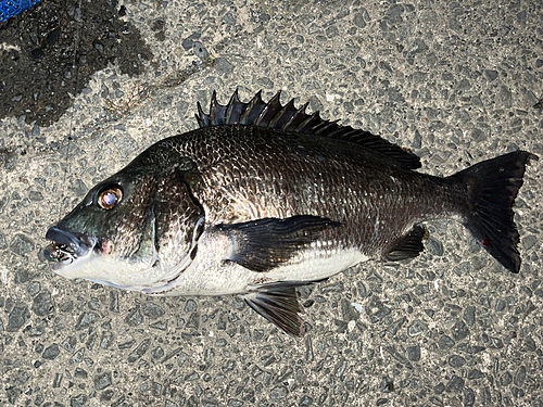 チヌの釣果