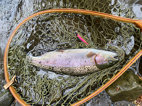 ニジマスの釣果