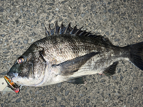 チヌの釣果