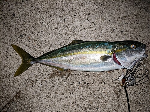 イナダの釣果