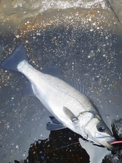 ヒラスズキの釣果