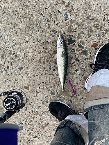 サバの釣果