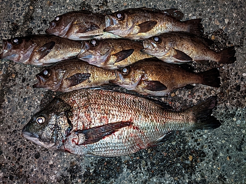 メバルの釣果