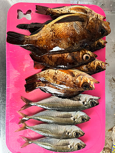 アカメバルの釣果