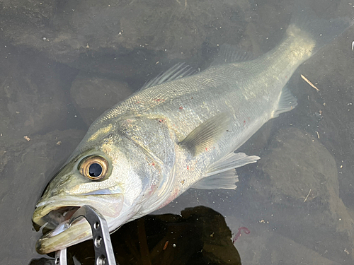 フッコ（マルスズキ）の釣果