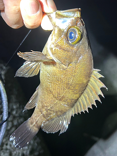 メバルの釣果