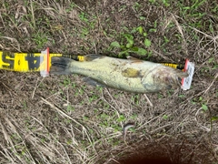 ブラックバスの釣果