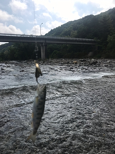 アマゴの釣果