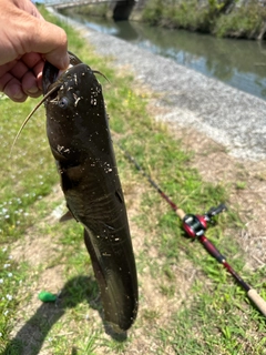 ナマズの釣果