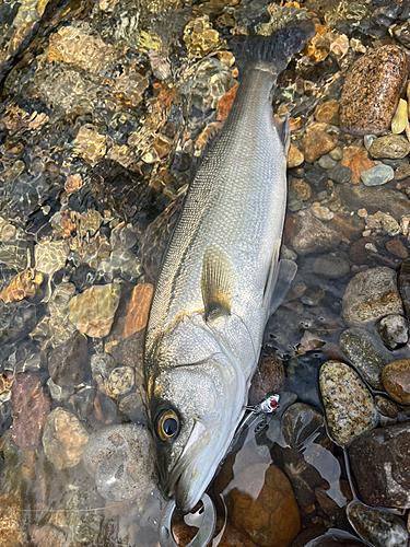 セイゴ（マルスズキ）の釣果