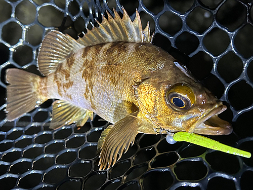 メバルの釣果