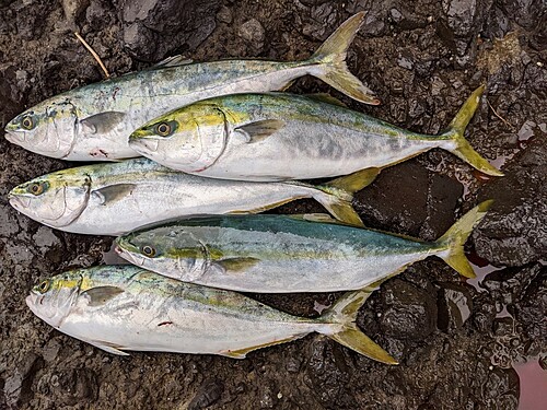 イナダの釣果