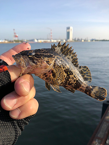 タケノコメバルの釣果