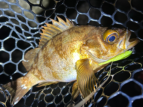 メバルの釣果