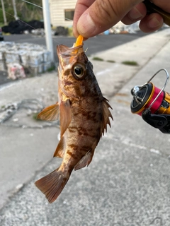 アカメバルの釣果