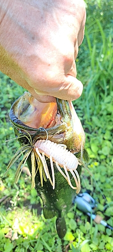 ブラックバスの釣果