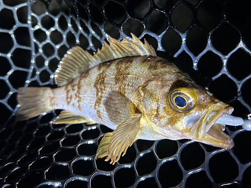 メバルの釣果