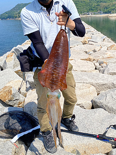 アオリイカの釣果