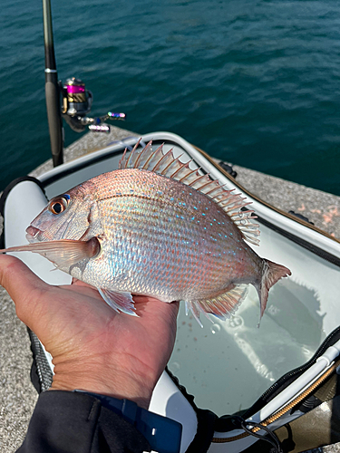 チャリコの釣果