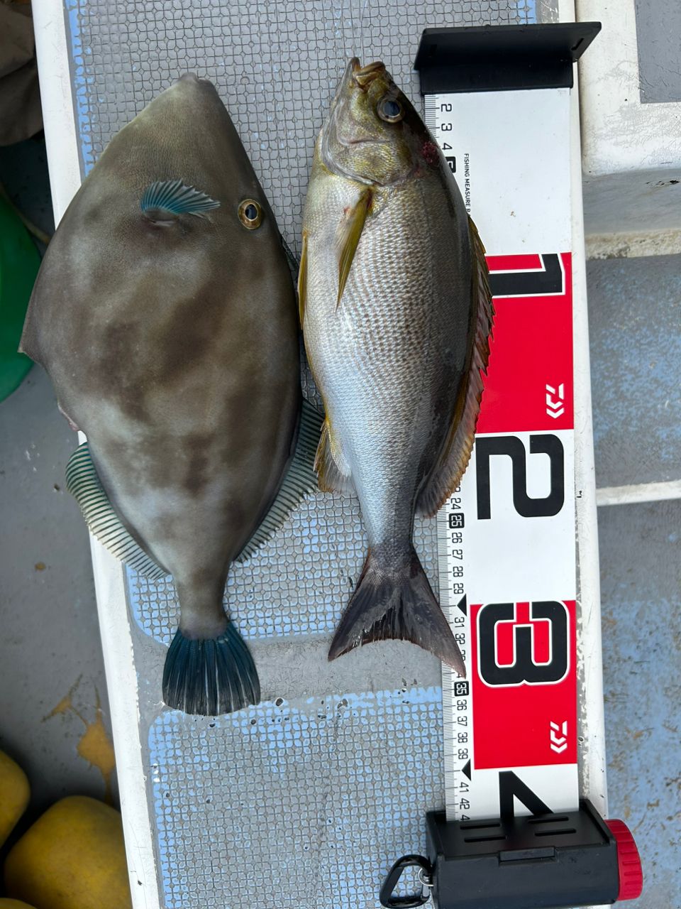 じょにー(仮)さんの釣果 2枚目の画像