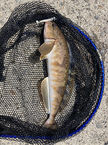 ホッケの釣果