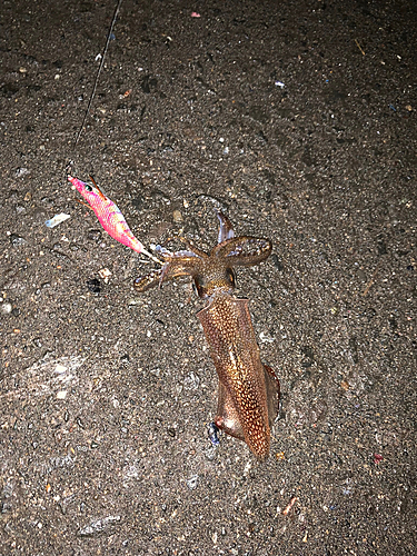 マメイカの釣果