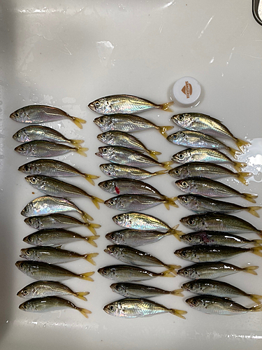 アジの釣果