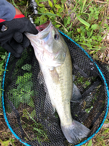 ラージマウスバスの釣果