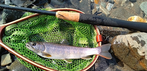 イワナの釣果