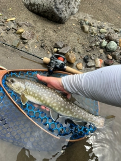 アメマスの釣果