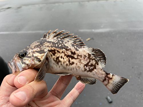 クロソイの釣果