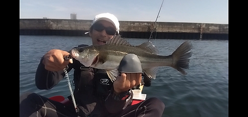 スズキの釣果