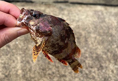 ヨロイメバルの釣果