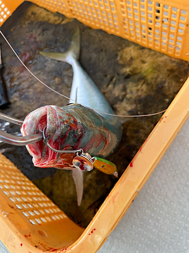 ハマチの釣果