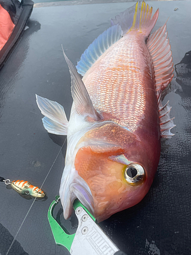 アカアマダイの釣果