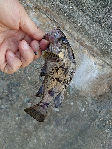 タケノコメバルの釣果