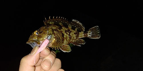 カサゴの釣果