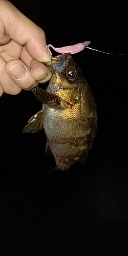 シロメバルの釣果