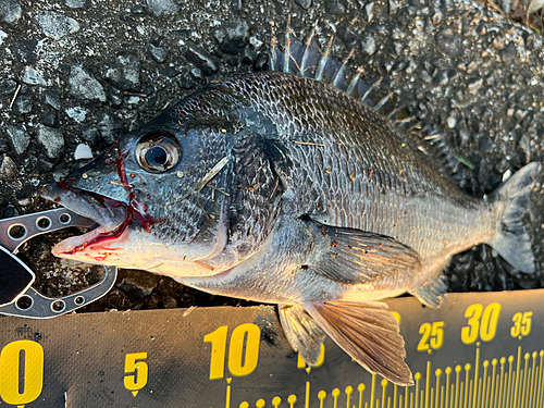 チヌの釣果